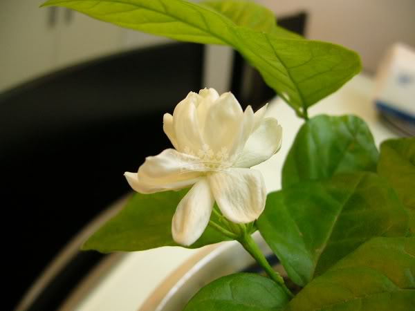 Arabian jasmine